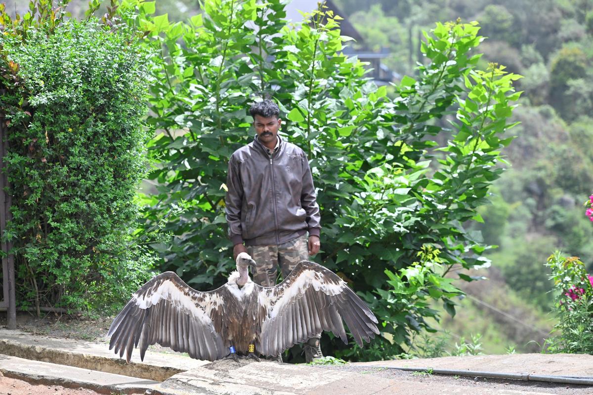 The captive-bred, radio-tagged white-rumped vulture that was electrocuted to death. File