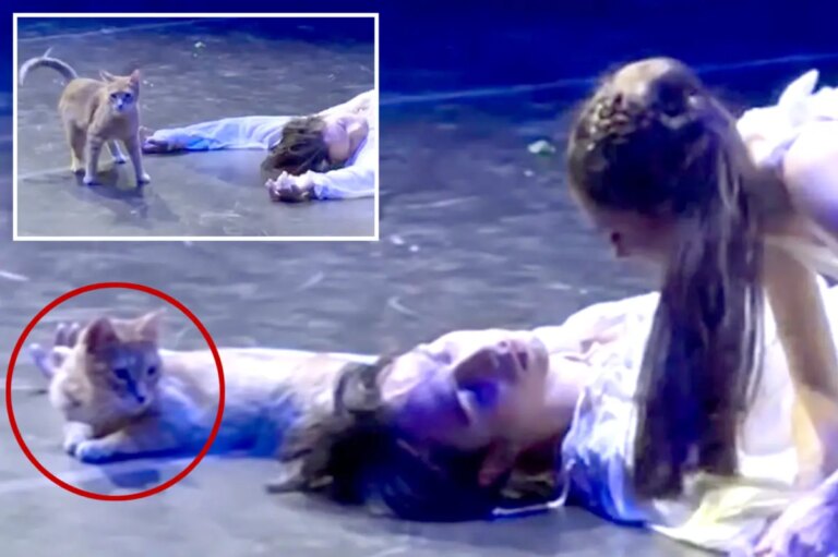 Watch a wayward cat upstage performers in final scene of ‘Romeo and Juliet’