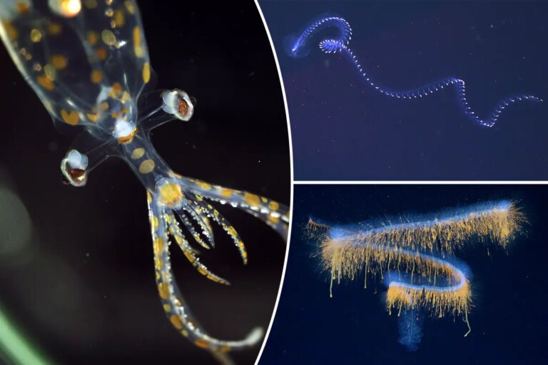 31 otherwordly sea creatures discovered in South Atlantic