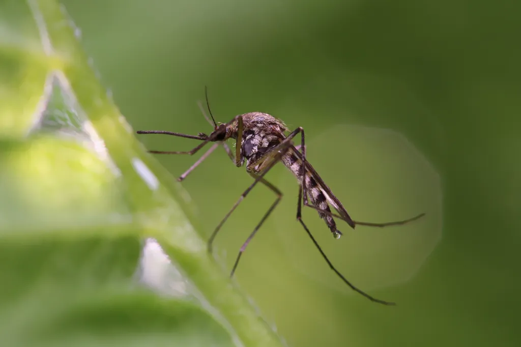 Mosquito.