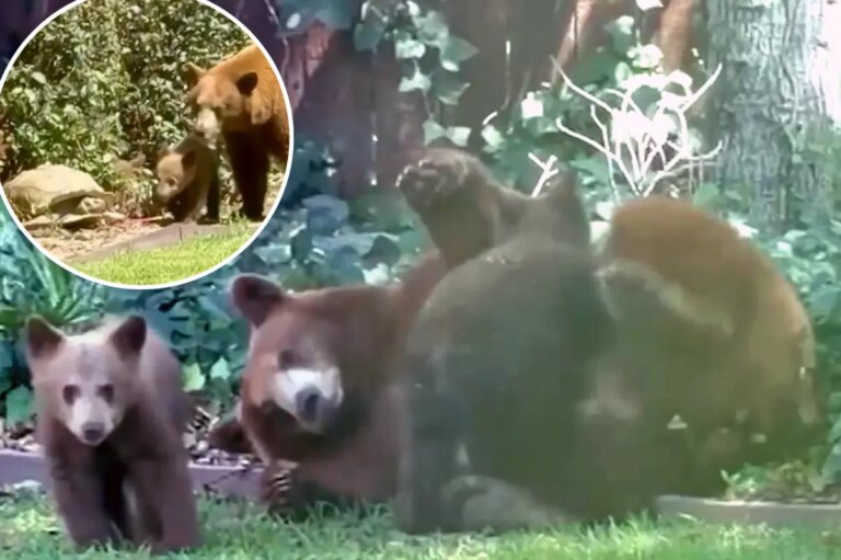 Bear and cubs spotted ‘wrestling’ in LA garden