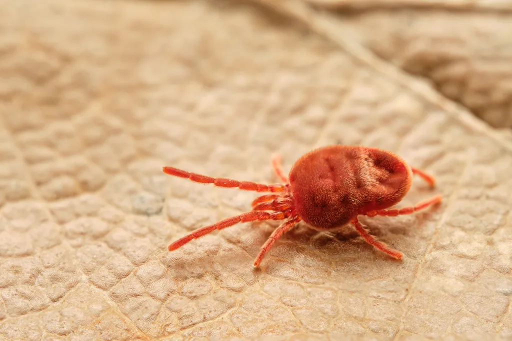 Harvest mite (Trombicula autumnalis) on a brown leaf.