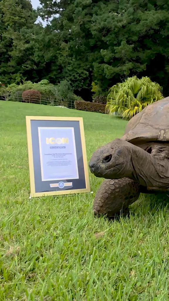 Jonathan the tortoise, oldest living land animal, next to his Guinness World Records ICON certificate.