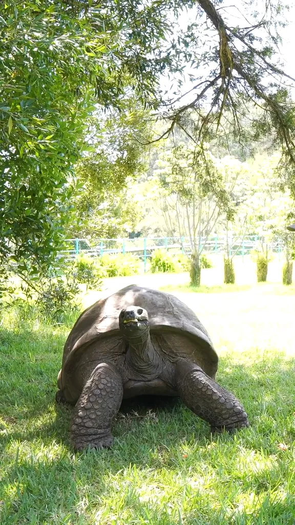 Jonathan the Seychelles giant tortoise in a grassy enclosure.