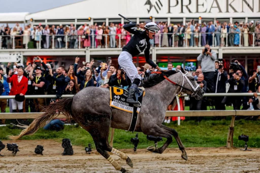 Jockey Jaime Torres celebrates on Seize the Grey after winning the 149th Preakness Stakes.