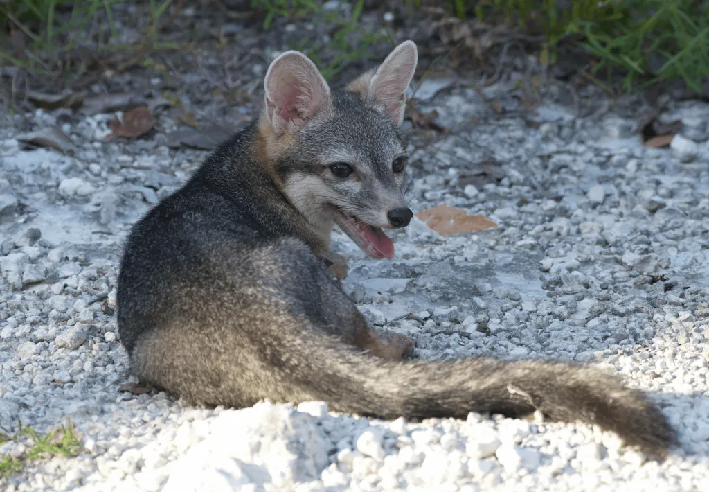 The fox.