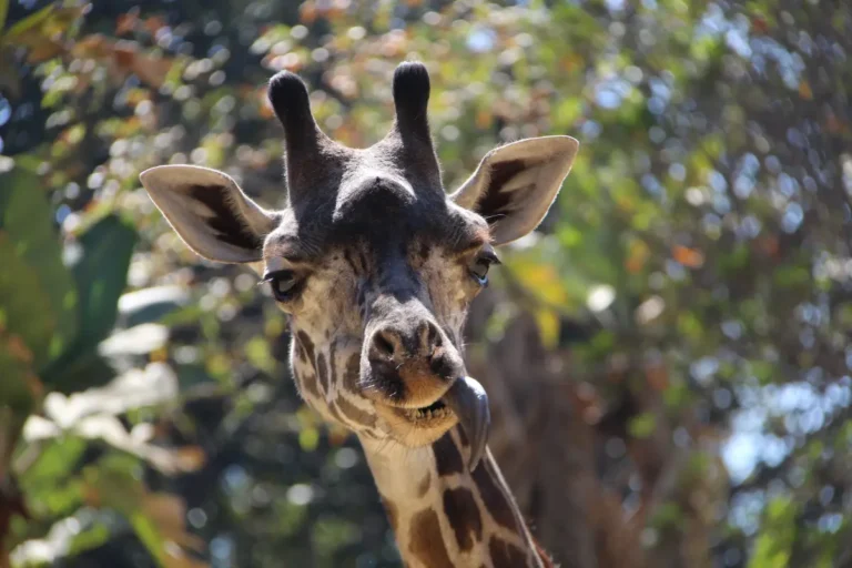 LA Zoo teeters on edge of crisis facing crumbling facilities and budget strain