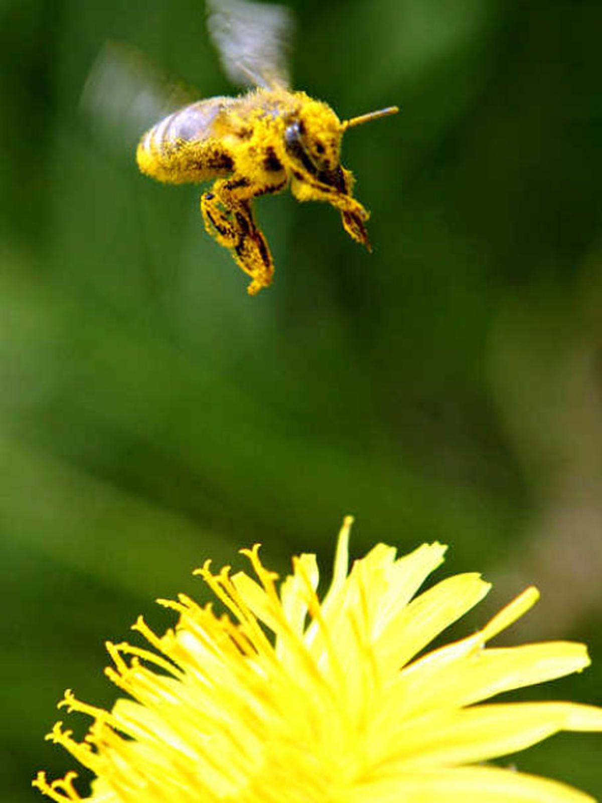 A bee is covered with pollen as it approaches a dandelion blossom on a lawn in Klosterneuburg April 29, 2013.