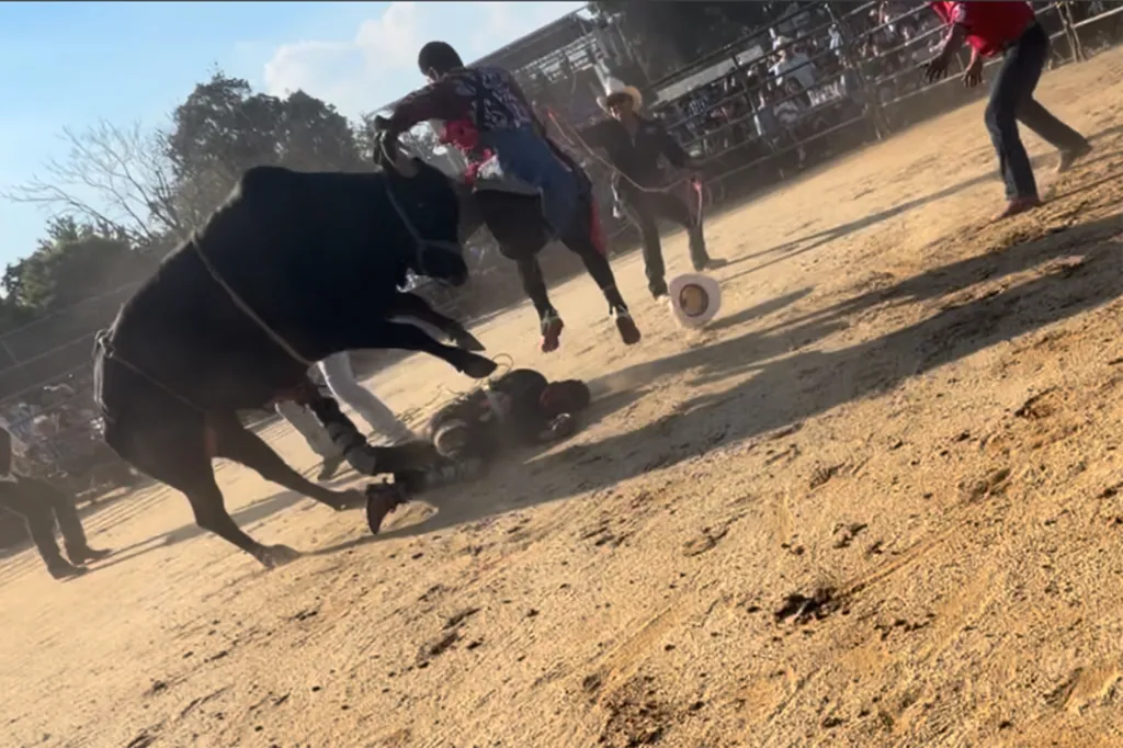 Bull rider thrown from bull and stepped on during a rodeo competition.