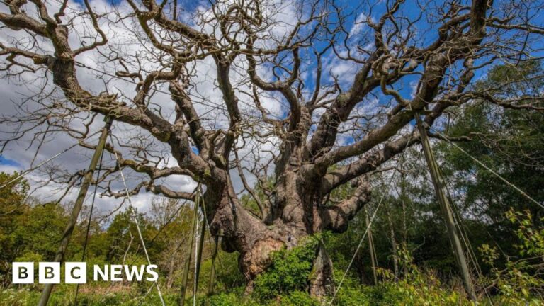 Major Oak: Ancient ‘Robin Hood’ tree is dead, experts say