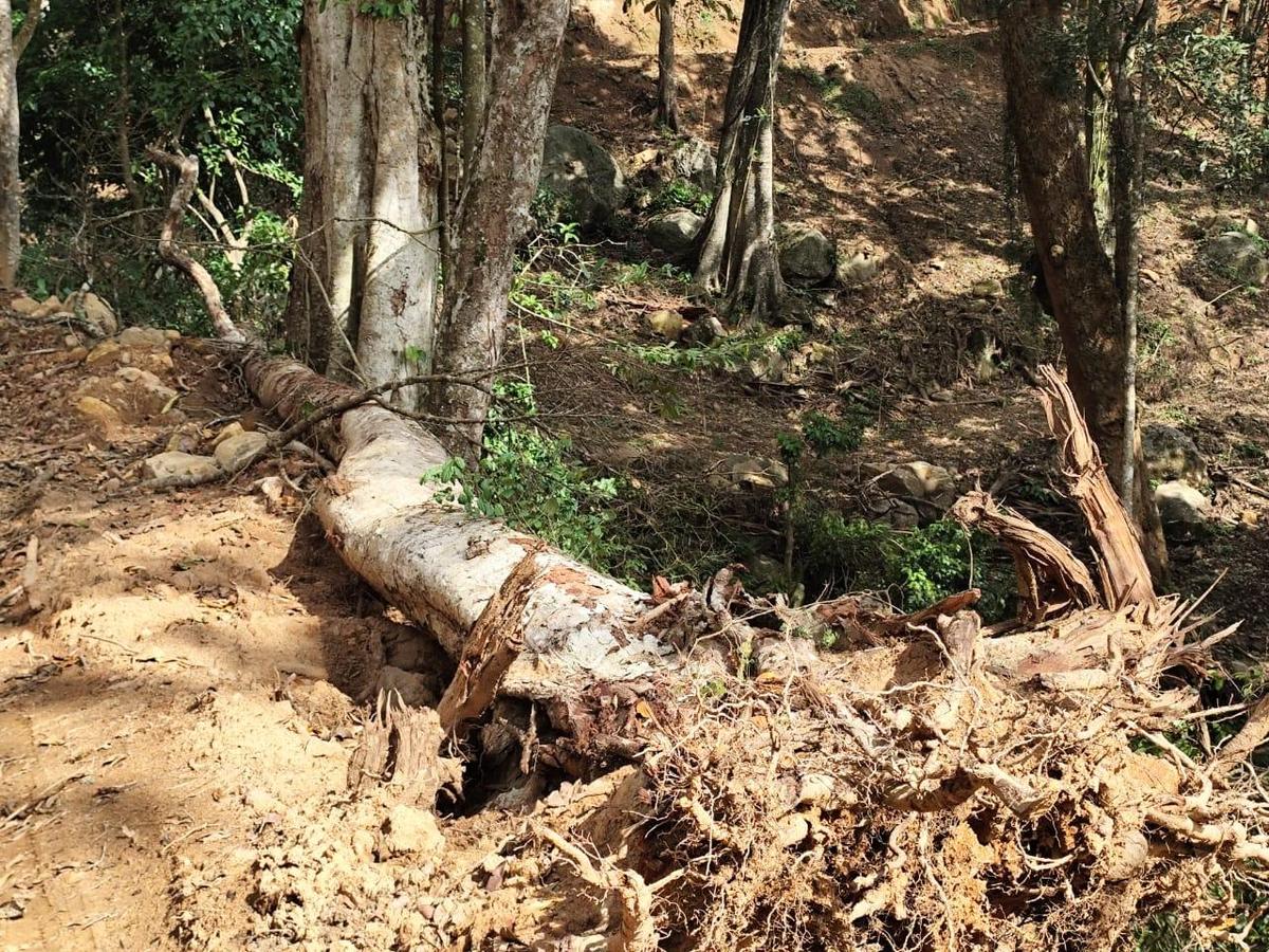 A fallen tree on the Goodanpara estate within the Devikulam forest range, Idukki.