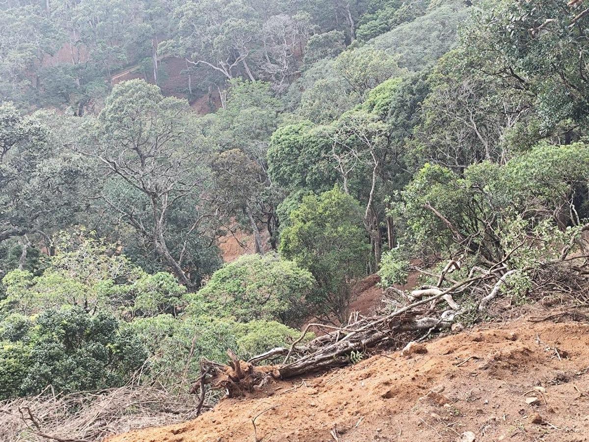 The 600-acre untouched virgin forest is a natural habitat for wild animals, including elephants, tigers, and gaurs. Illegal removal of forest cover poses a threat to their movement and habitat.