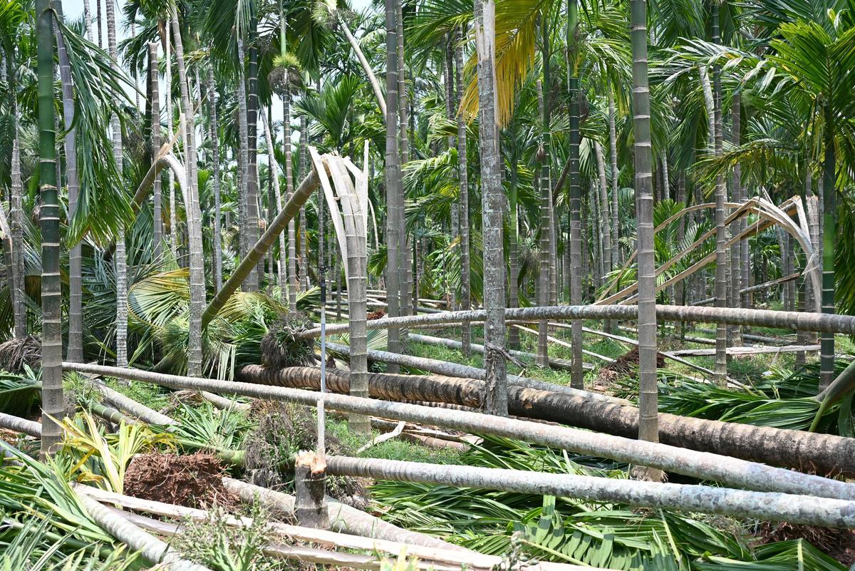 Hundreds of areca trees were reduced to the ground following high-speed winds in Bhadravathi taluk on Sunday evening.
