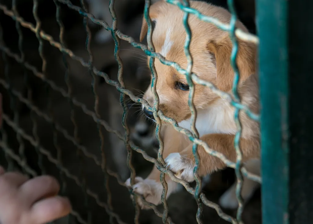A brown puppy in a shelter cage looks sadly at a child's hand reaching through the bars.