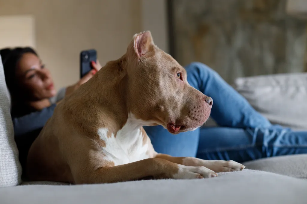 A brown and white Pitbull lies on a couch with a person holding a phone in the background.
