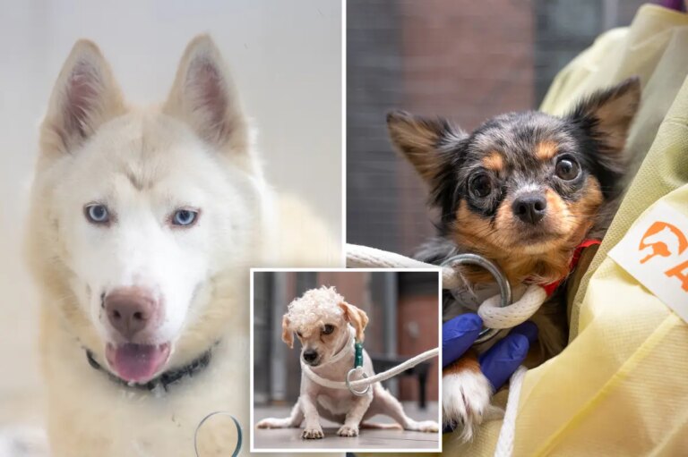 Woman, 45, arrested after over two dozen animals, including dead dog, found living in filth in NYC apartment