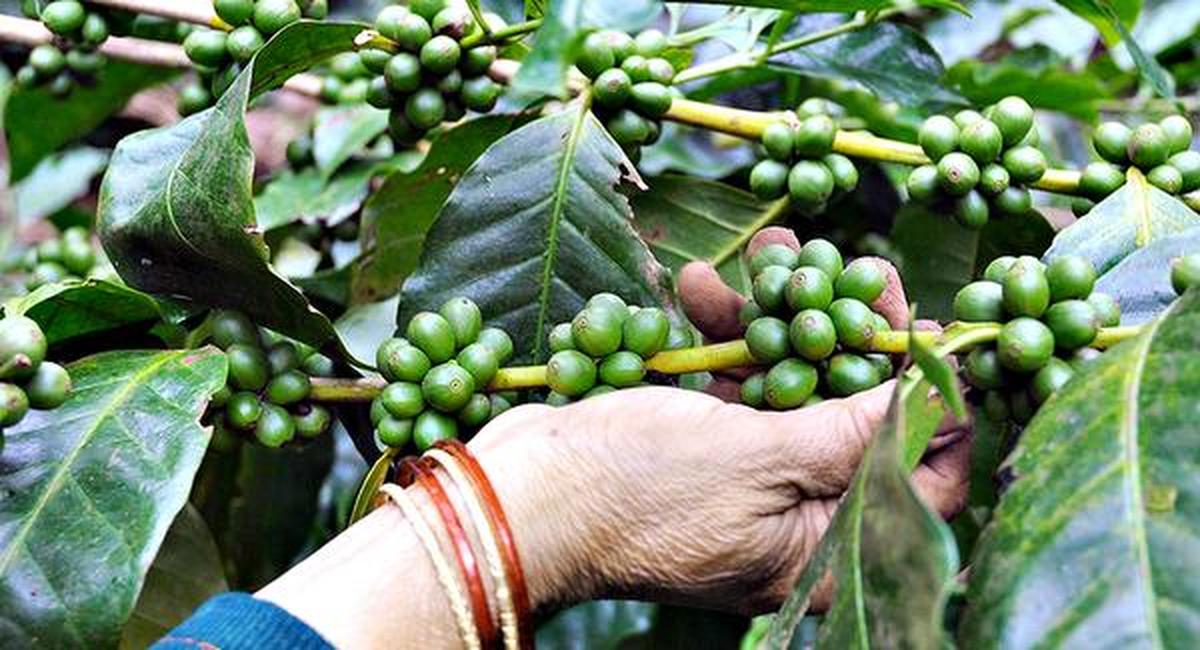 If Arabica harvesting is delayed, the cherries either over-ripen or dry and fall to the ground, where they get damaged and cannot be used.