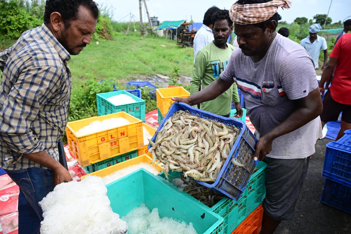 Labourers are packing the shrimp harvested from the pond for export near Bhimavaram in Andhra Pradesh.