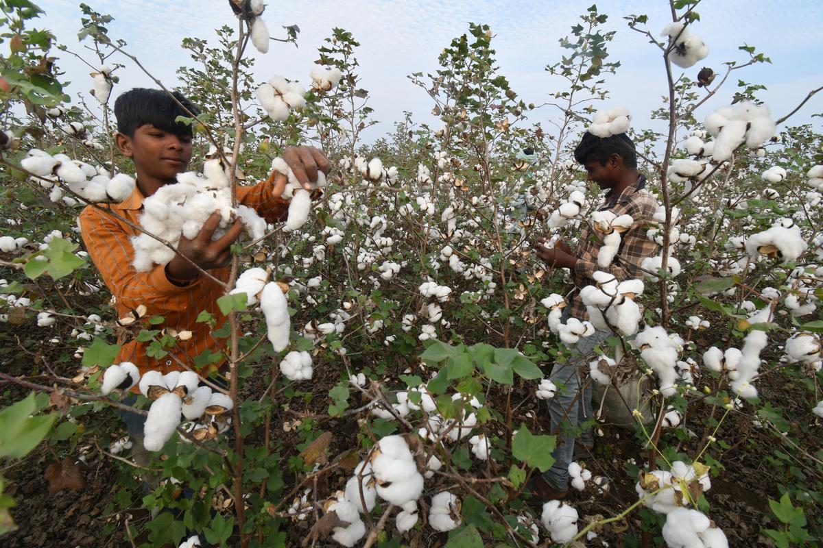 School-going children are seen plucking the cotton in fields outside Sangareddy town.