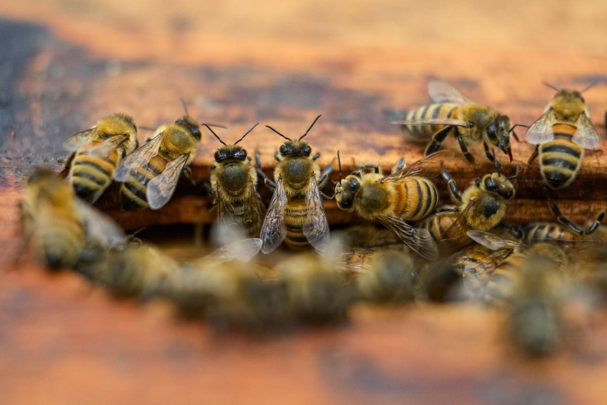 A colony of bees is seen at a hive in the backyard of University of Maryland bee researcher Nathalie Steinhauer, June 21, 2023.