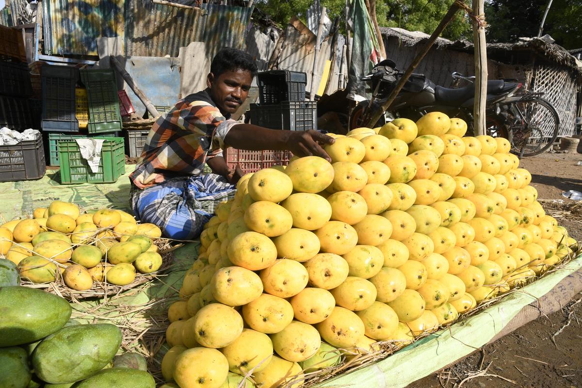 Display of mangoes in Srirangam for the summer season in Tiruchi, Tamil Nadu, on April 29, 2018.