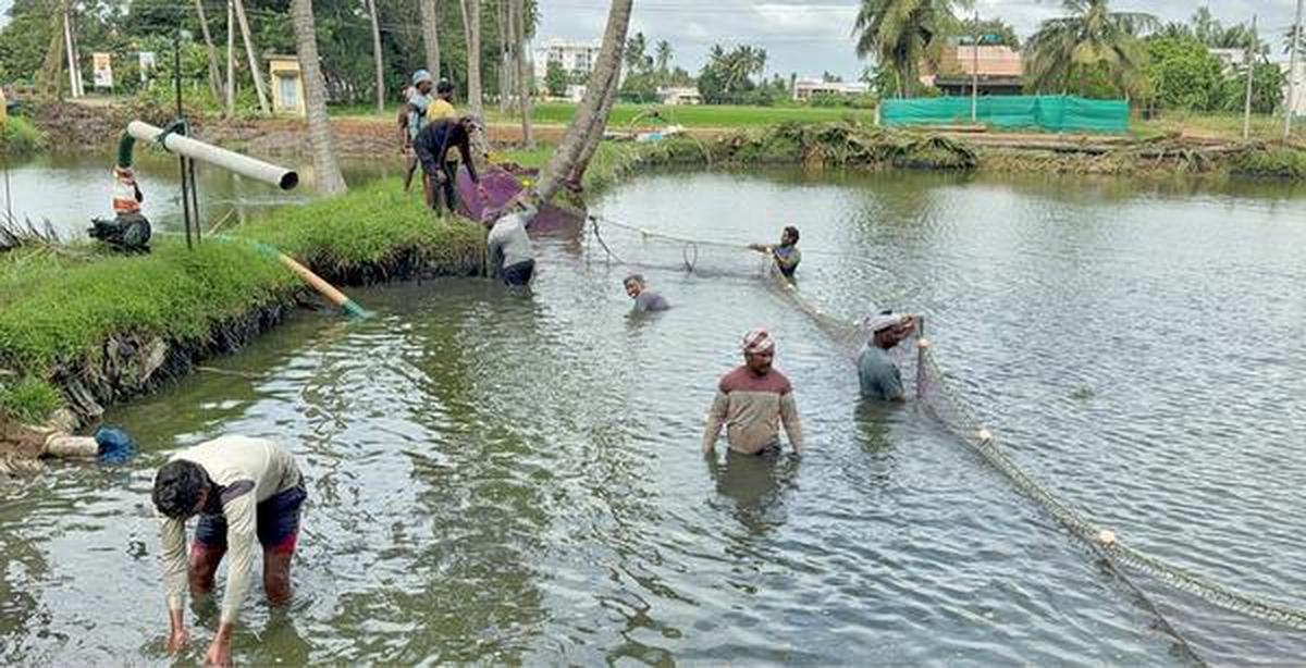 A view of prawn cultivation ponds in the West Godavari district of Andhra Pradesh.