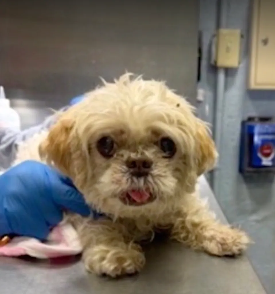 A small, scruffy, light brown dog with its tongue slightly out, being held by a person wearing blue gloves.
