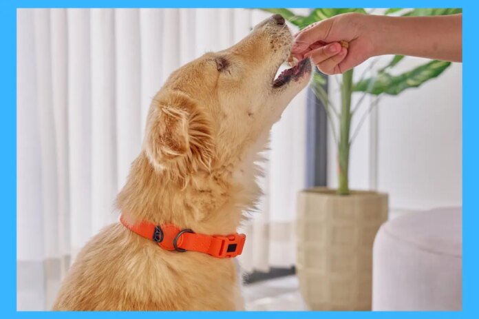 Supplements-for-dogs-feature-1.jpg