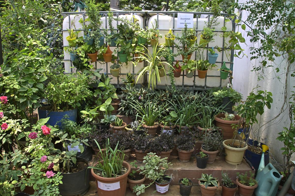 Rows of plants flourish at the terrace garden of the Telangana Horticulture Training Institute in Hyderabad.