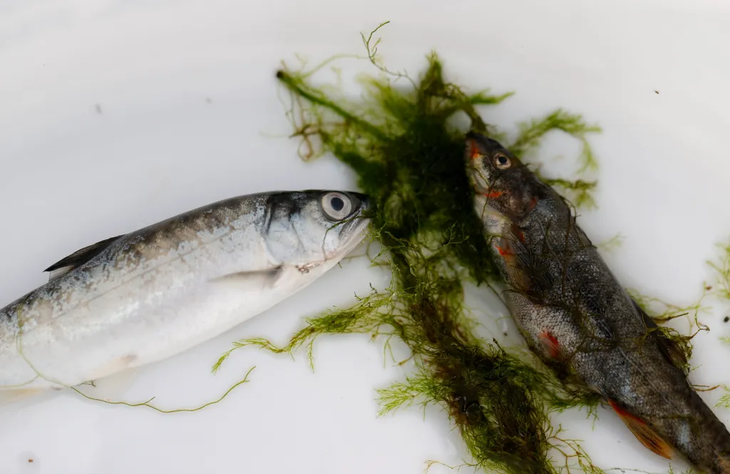 Two dead juvenile salmon lying in a bucket with green algae.