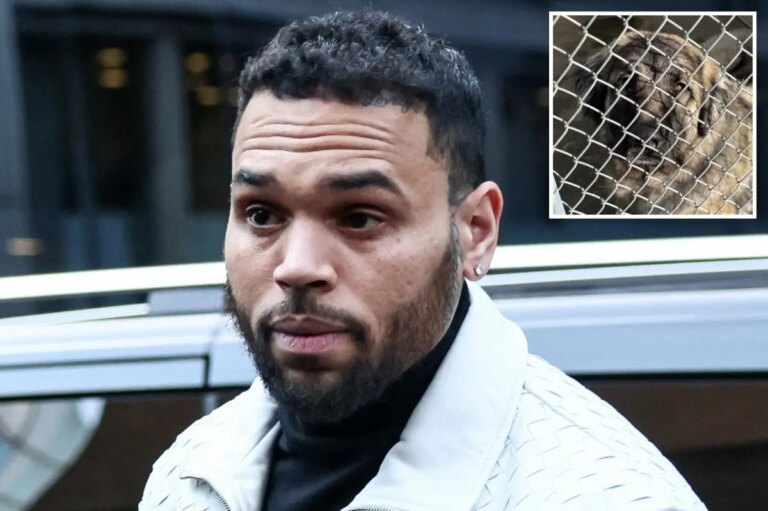 Chris Brown $90M dog attack lawsuit ends in mistrial after juror misconduct