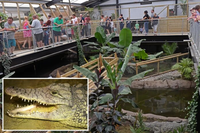 crocodile-zoo-comp.jpg