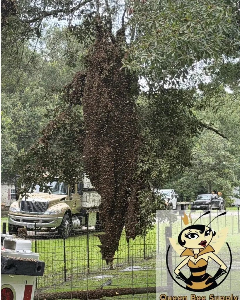 An estimate 2 million bees escaped after a truck crashed in Texas.