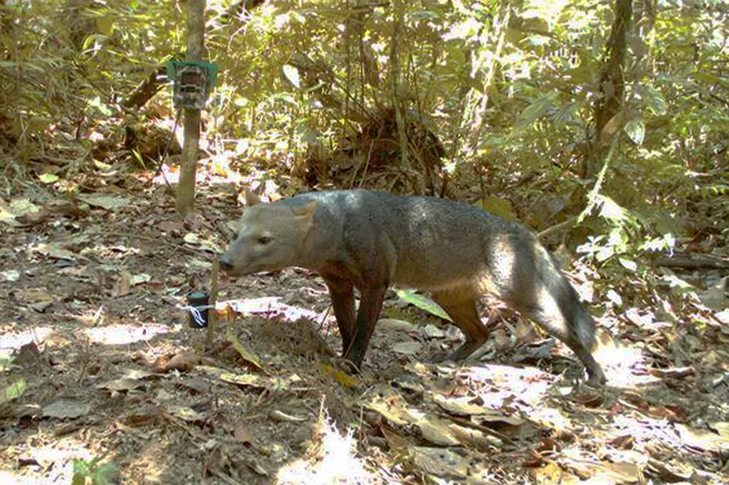 Bush dog walking by a camera trap in the forest.