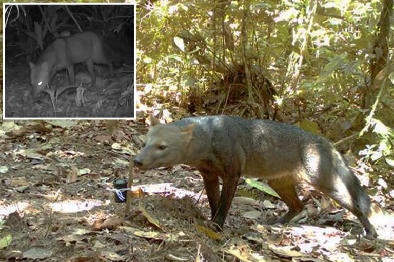 Amazonian ‘ghost dogs’ be more common