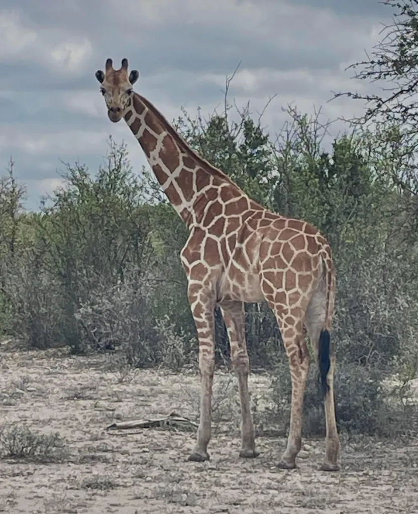 Gracie the giraffe stands facing forward, looking towards the viewer.