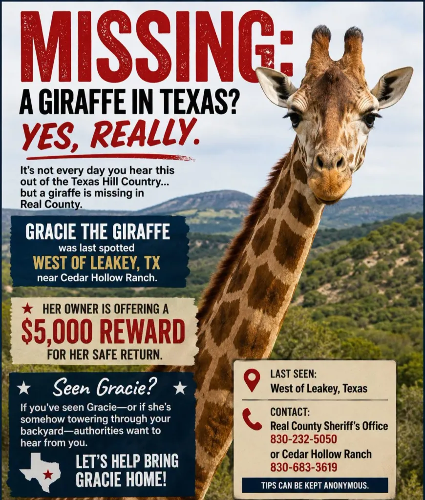 Advertisement seeking Gracie the giraffe, missing from a Texas ranch, with a $5,000 reward.