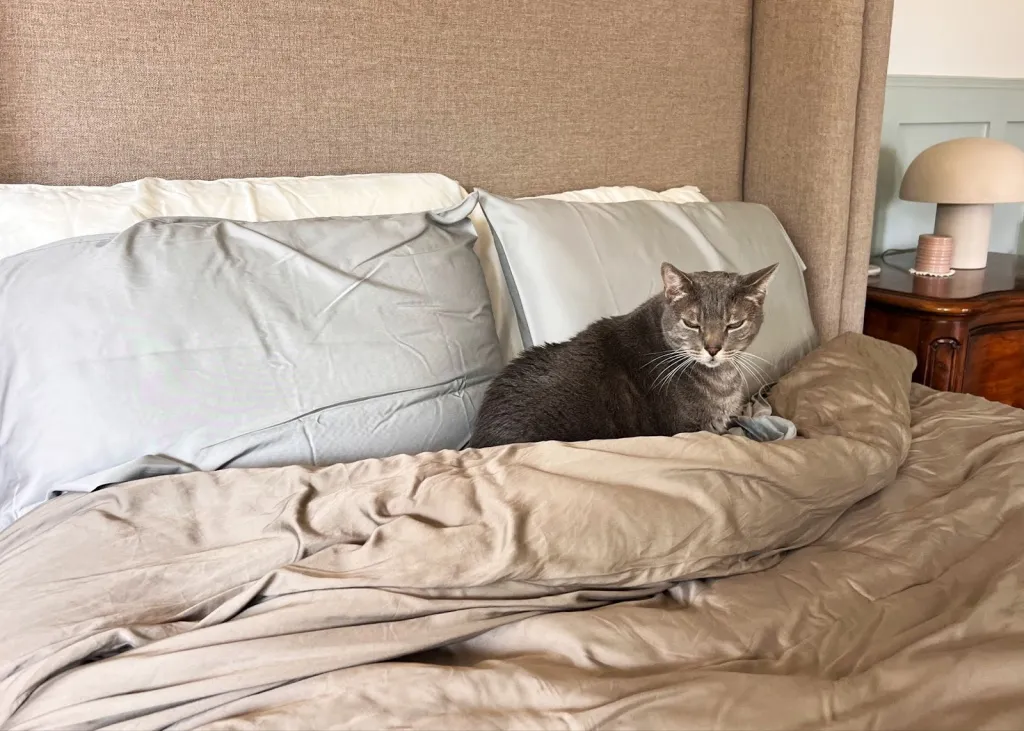 A gray cat sits on a bed with light blue sheets and a tan comforter.