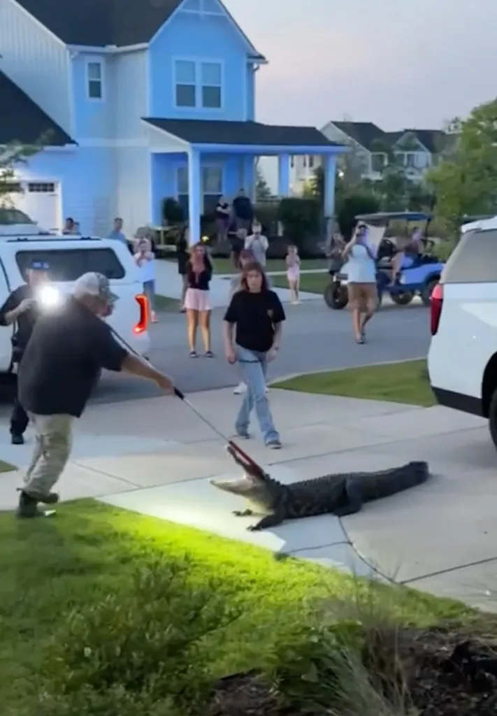Neighbors watched on as officers tried to capture the gator.