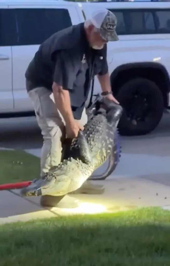 Officials eventually wrangled and tied up the alligator after about three hours.