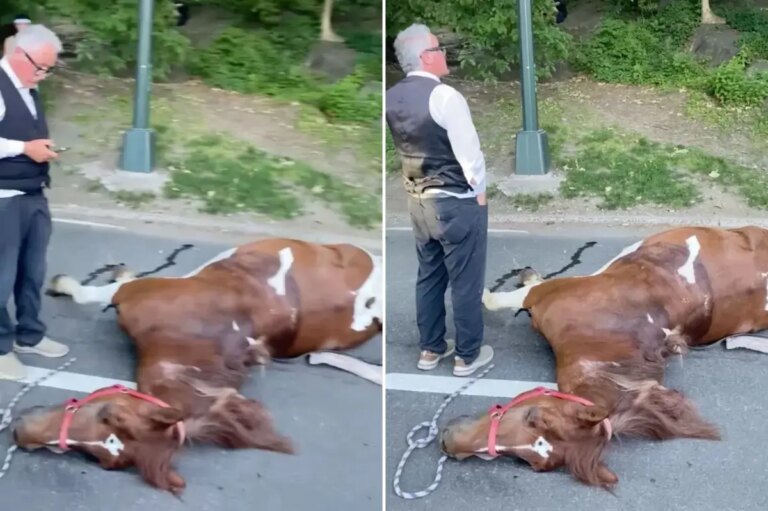 NYC activists’ carriage-horse hate reveals their mania for a ban