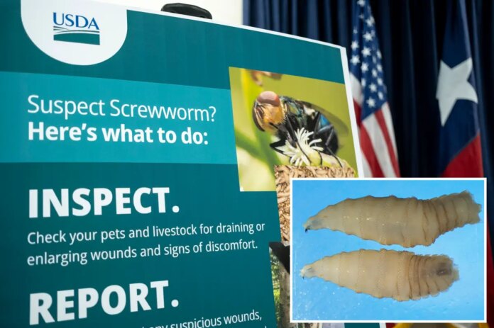poster-information-new-world-screwworm-130810505.jpg