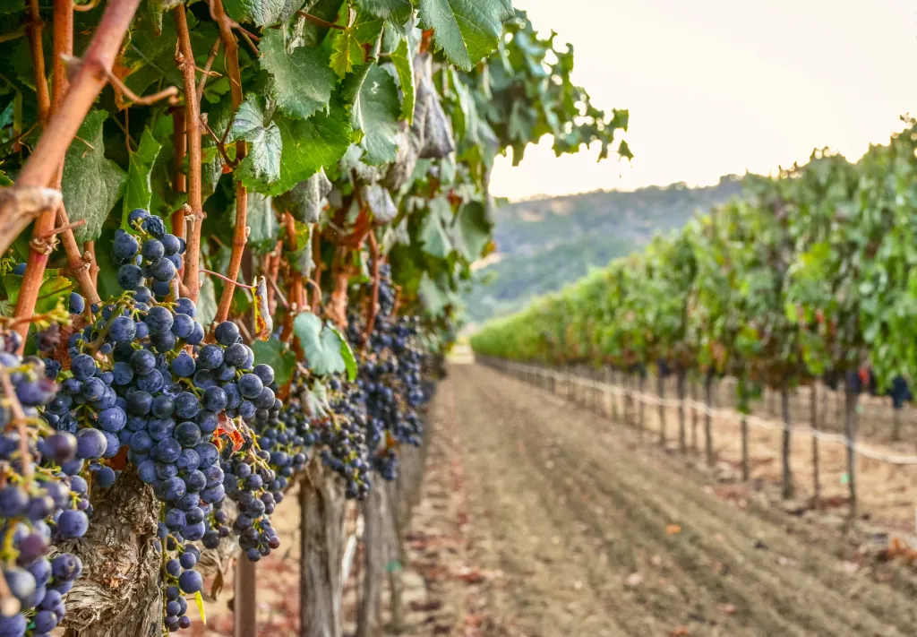 Red grapes ready for harvest in a California vineyard.