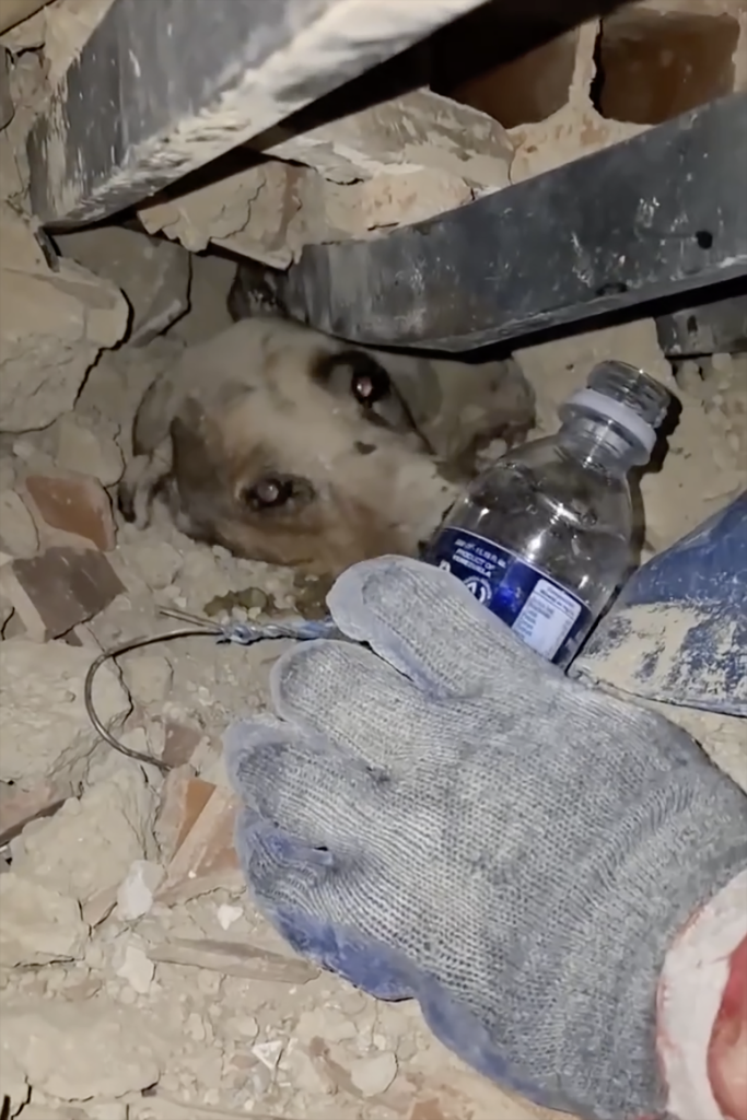 A fireman's gloved hand offers water to a dog trapped under rubble after Venezuela earthquakes.