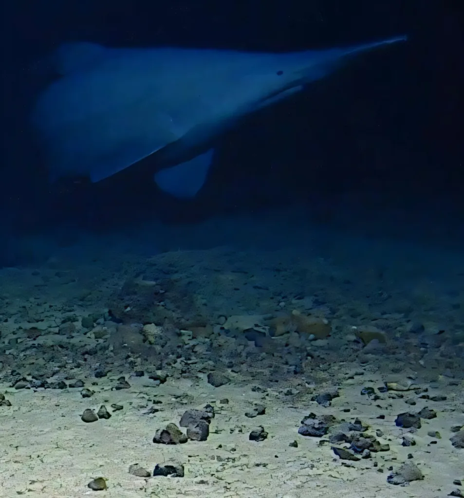 An illustration of a beaked whale swimming above a rocky seabed in deep blue water.