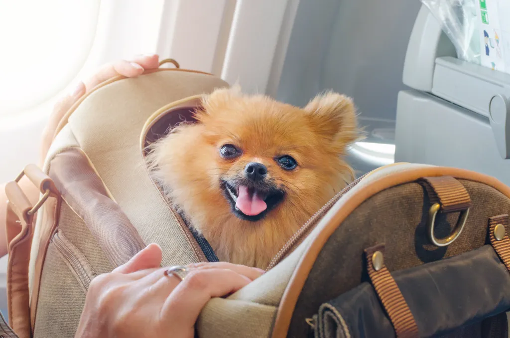 Pomeranian Spitz dog in a travel bag on an airplane.