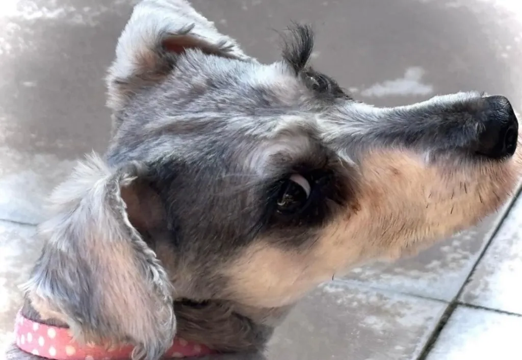 A rescue Schnauzer named Lady, wearing a pink polka dot collar, looks up, showcasing her unusually long eyelashes.