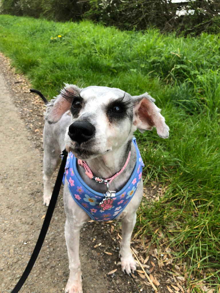 Lady, the Schnauzer, wearing a blue floral harness and long, dramatic eyelashes, standing on a dirt path next to green grass.