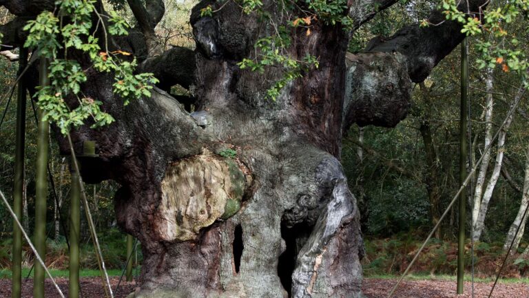 An ancient oak tree said to have sheltered legendary Robin Hood has died
