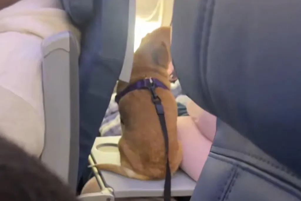 A tan dog with a purple harness sits on an airplane tray table.